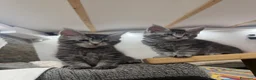 Maine Coon gatti in vendita: Dolcissimi cuccioli  - Annuncio 6