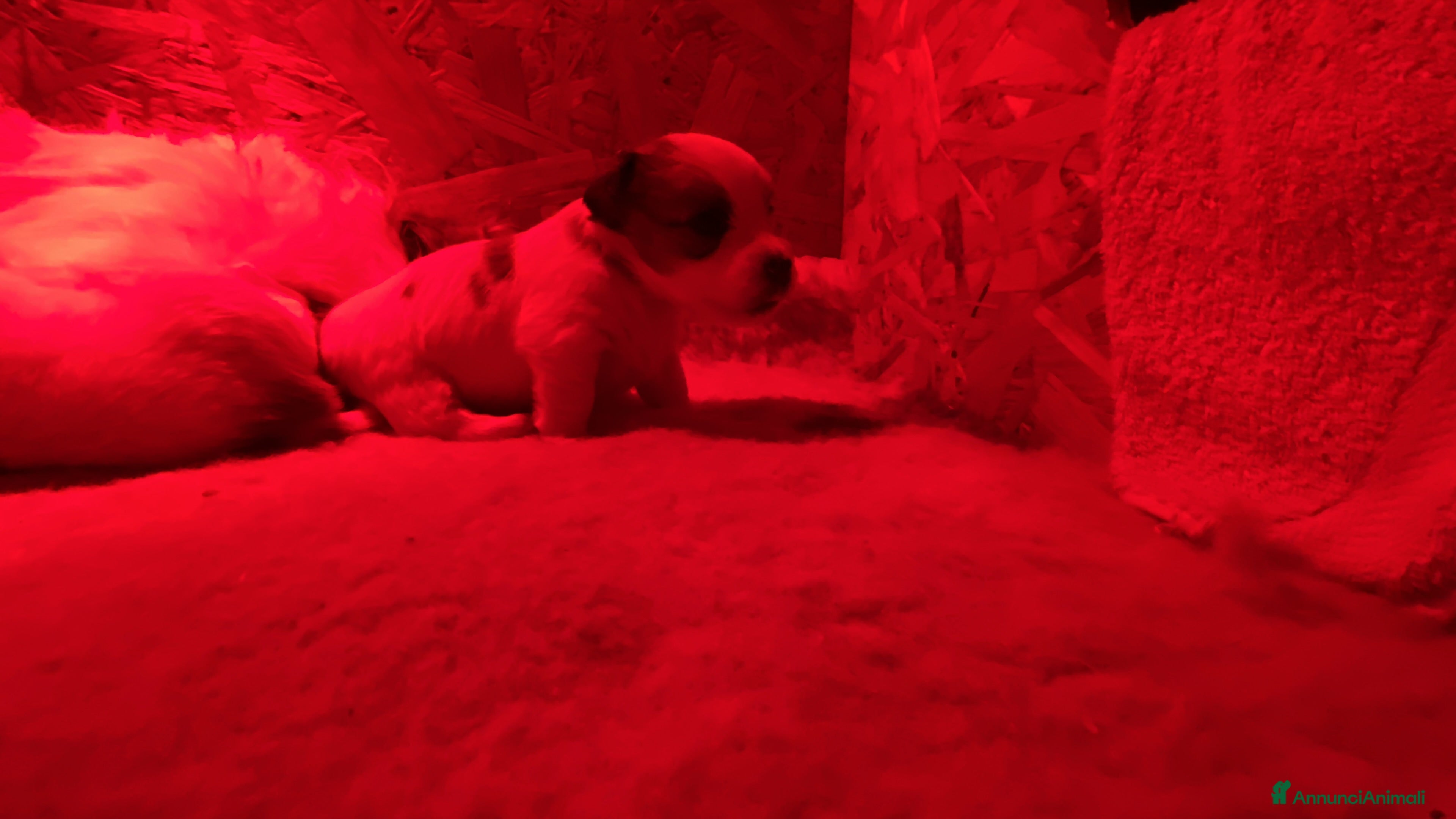 Jack Russell cani JACK RUSSELL TERRIER PELO RUVIDO - Annuncio 1