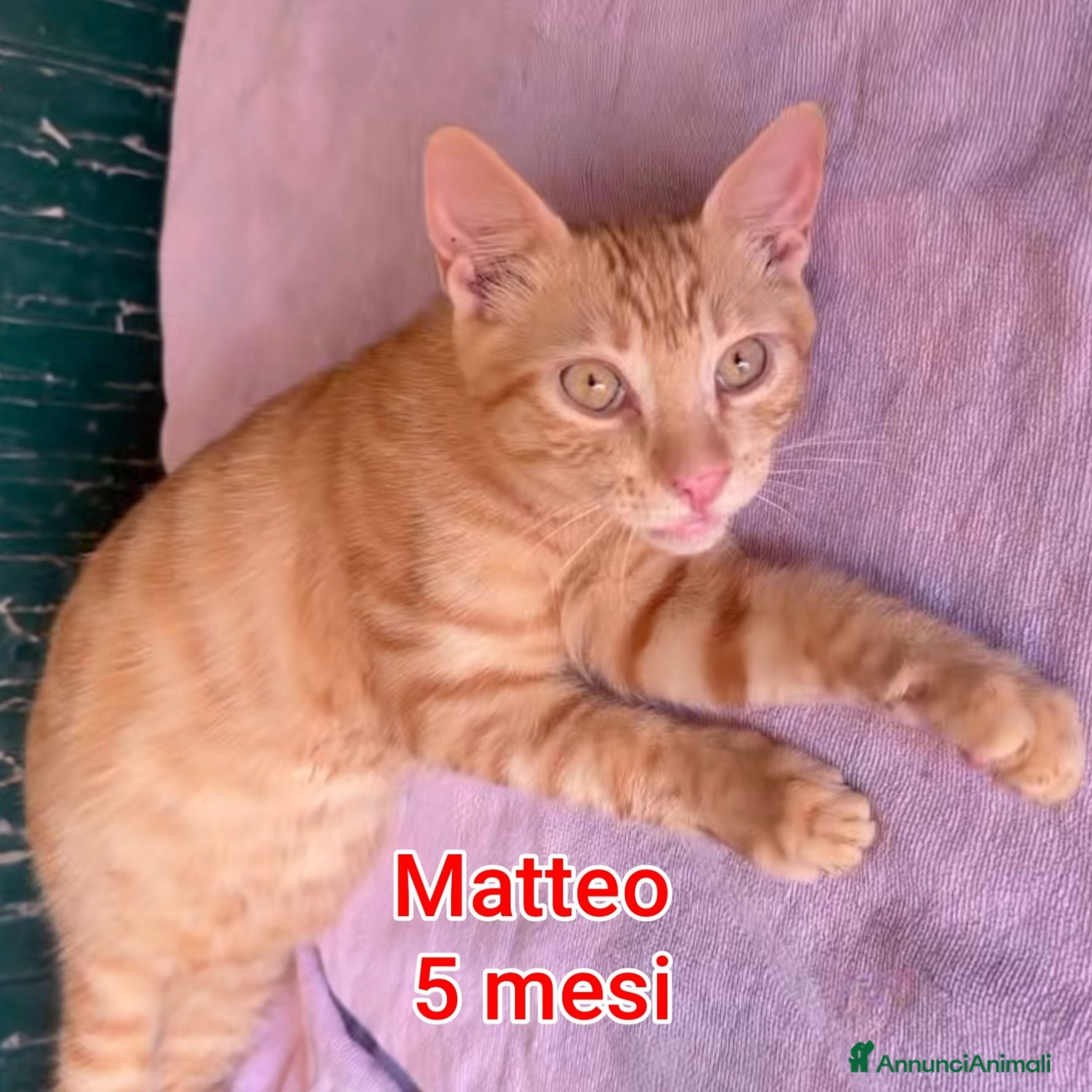 Altre razze gatti GATTINI IN CERCA D'AMORE  - Annuncio 17