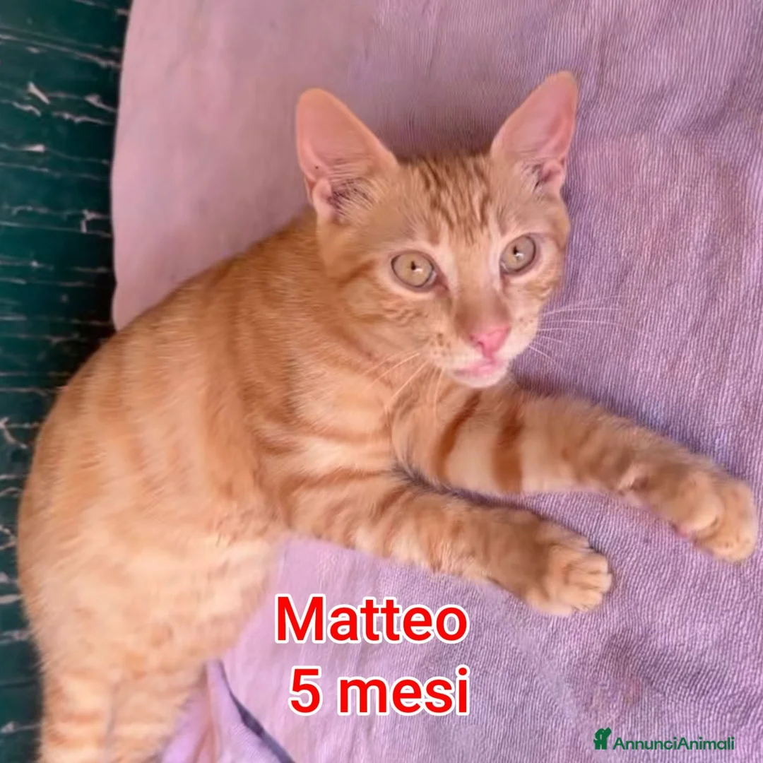 Altre razze gatti in regalo: GATTINI IN CERCA D'AMORE  a Città Metropolitana di Bologna - Annuncio 1
