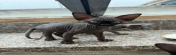 Sphynx gatti in vendita: Gatti sphynx - Annuncio 2