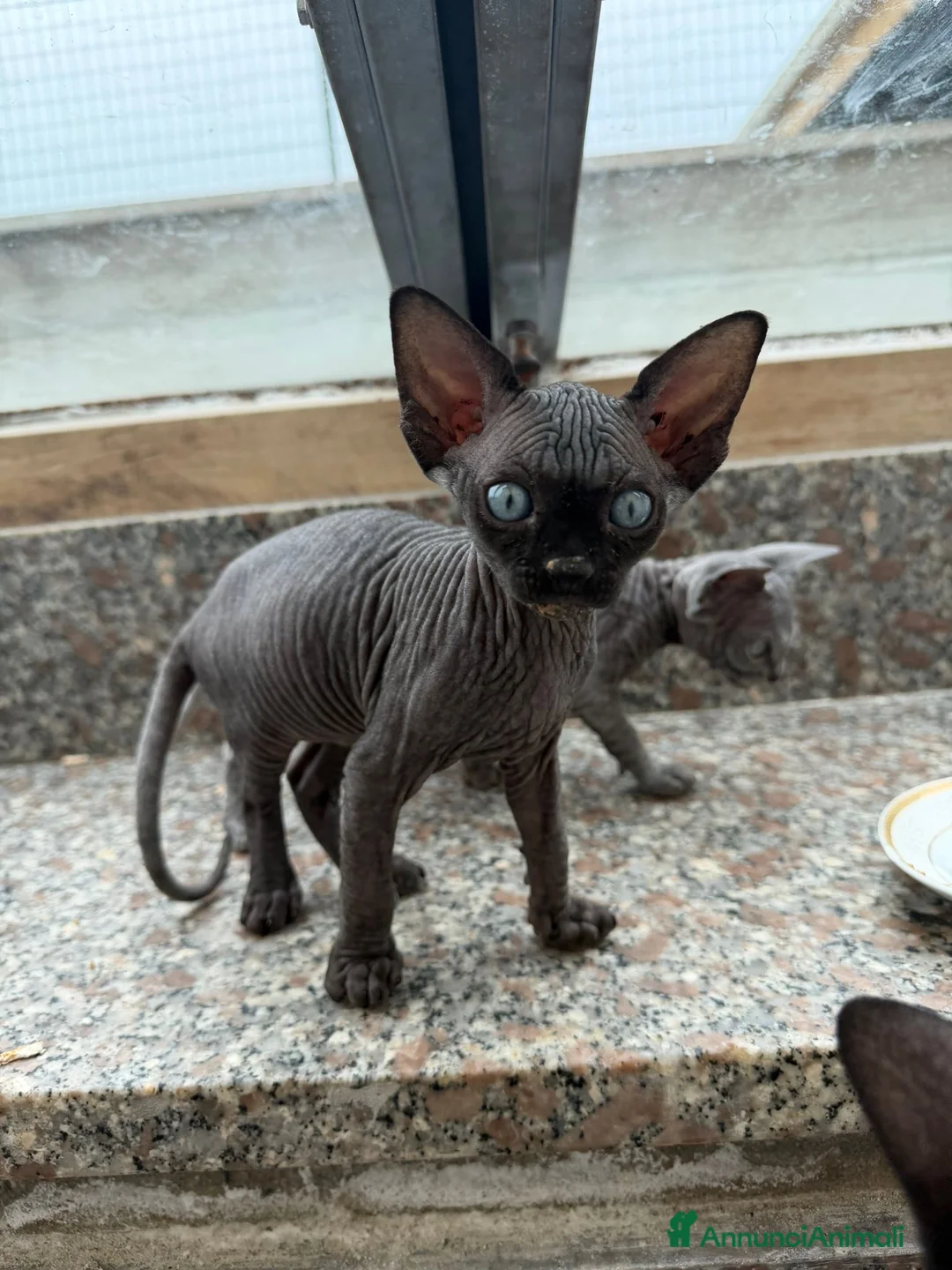 Sphynx gatti in vendita: Gatti sphynx - Annuncio 2
