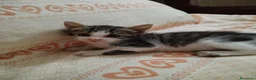 Meticcio gatti in regalo: TANTI GATTINI IN ADOZIONE URGENTE a Città metropolitana di Milano - Annuncio 5