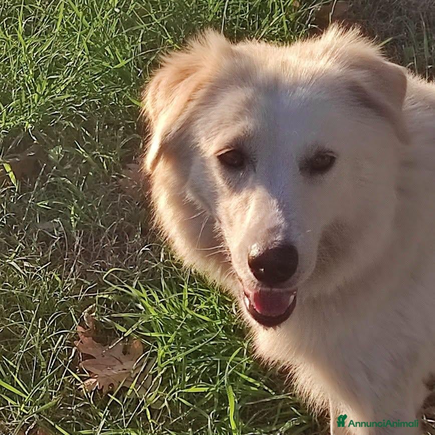 Meticcio cani Clara, coccolona e giocherellona - Annuncio 14