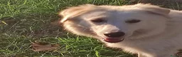 Meticcio cani in regalo: Clara, coccolona e giocherellona - Annuncio 1