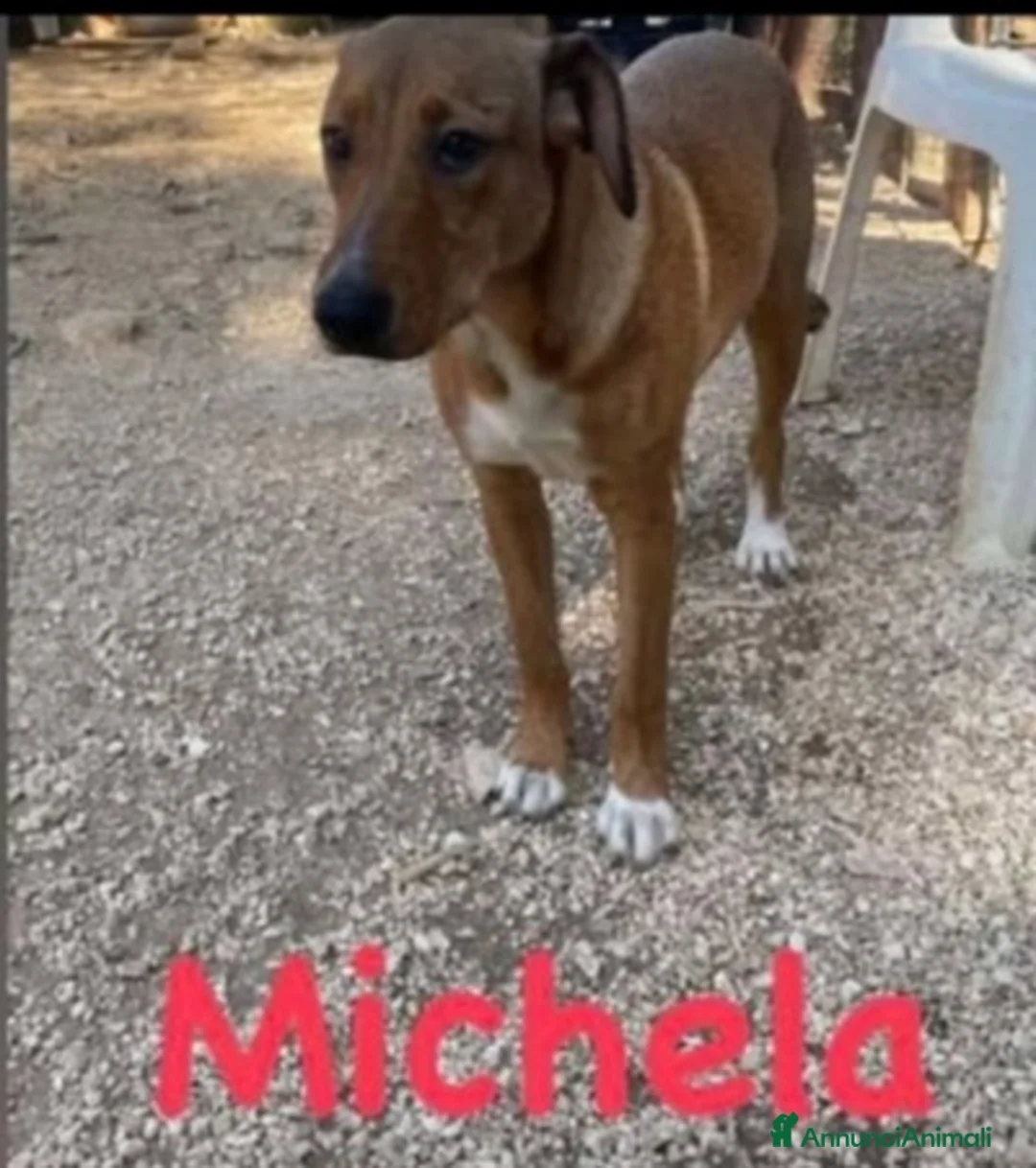 Meticcio cani in regalo: 3cucciolotti marroni crescono senza richieste.SUD - Annuncio 2