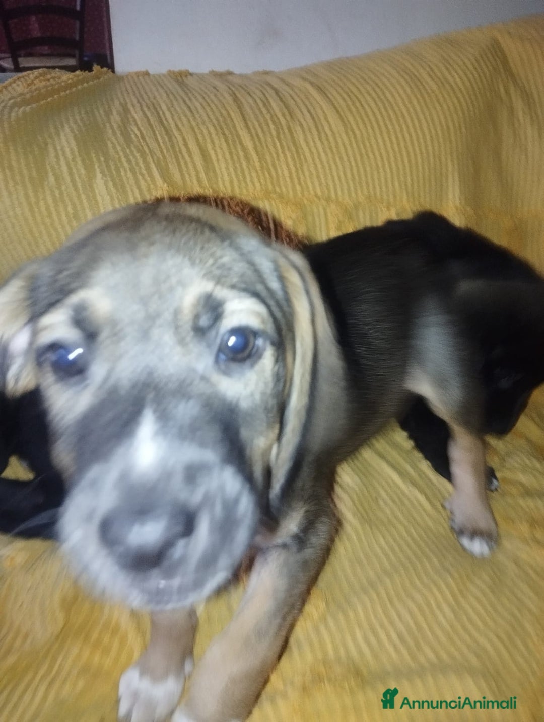 Meticcio cani in regalo: Regalo 3 cuccioli - Annuncio 4