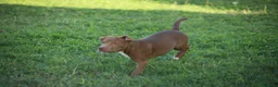 Pitbull cani in vendita: Cuccioli Pit Bull con pedigree anche a rate - Annuncio 10