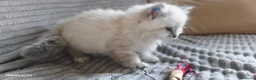 Siberiano gatti in vendita: Cuccioli siberiani  - Annuncio 9