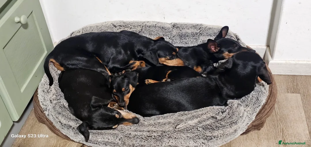 Immagine della galleria {{count}}