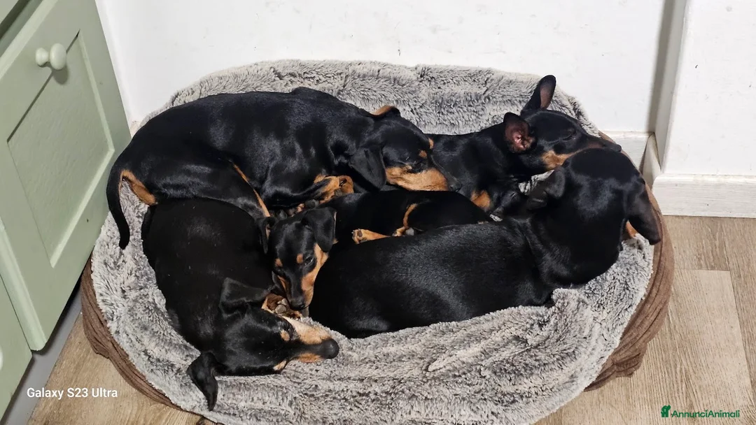 Immagine della galleria {{count}}