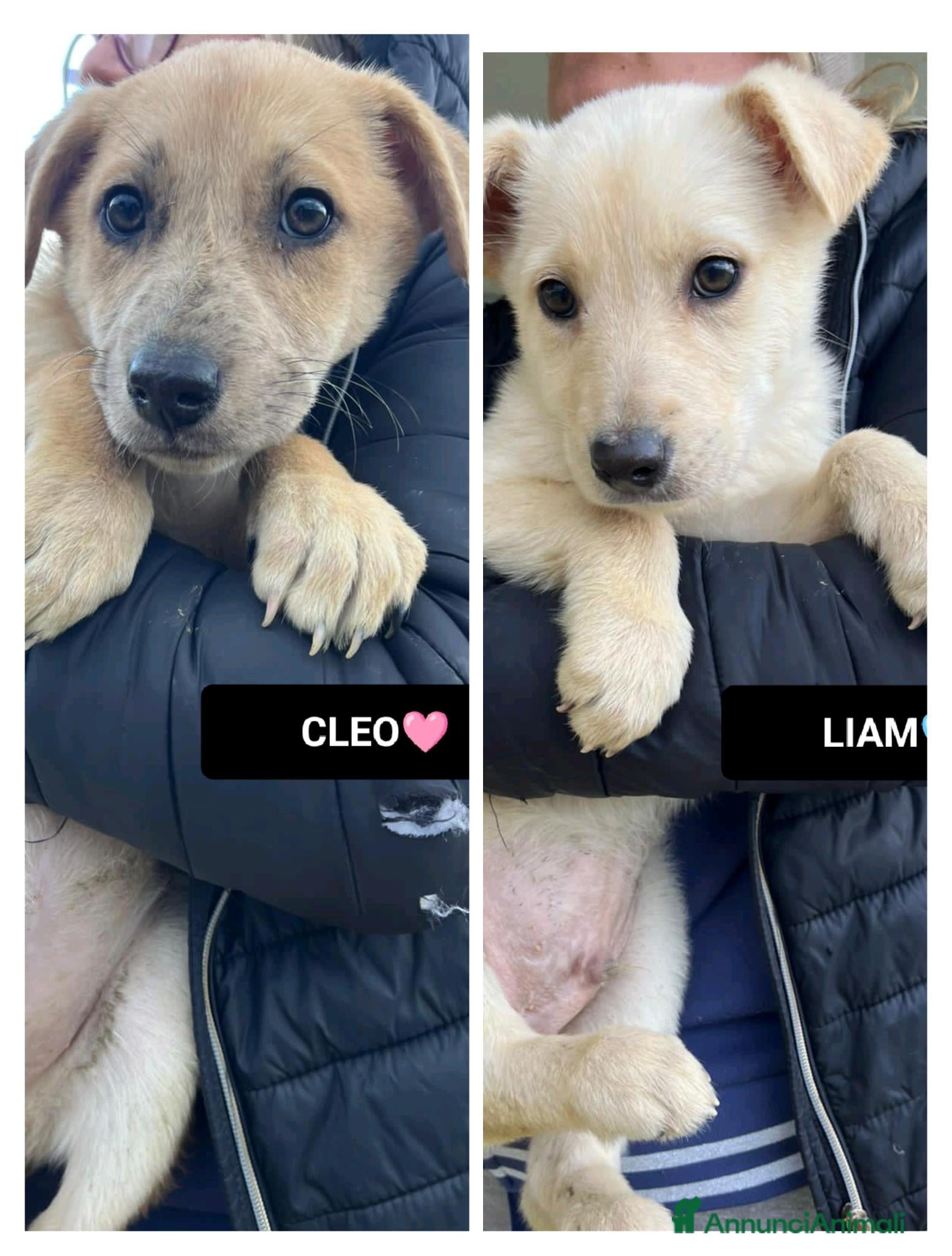 Altre razze cani cleo e liam - Annuncio 1
