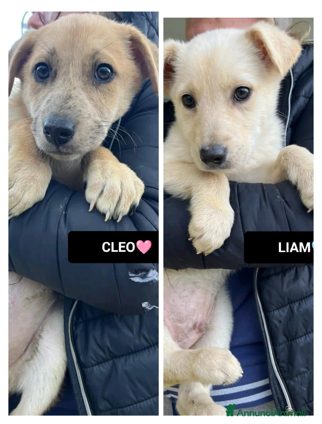 Altre razze cani in regalo: cleo e liam - Annuncio 1