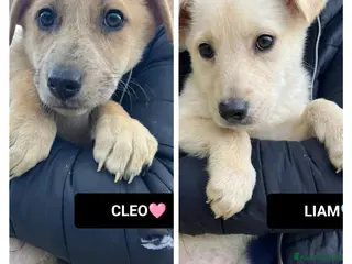 Altre razze cani cleo e liam - Annuncio 1