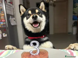 Shiba Inu cani SHIBA INU MASCHIO PER ACCOPPIAMENTO - Annuncio 7