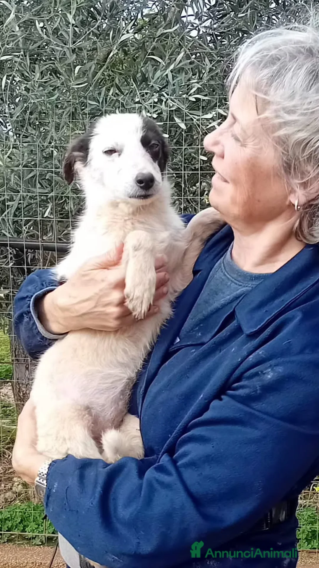 Altre razze cani in regalo: febo e fusilla - Annuncio 5