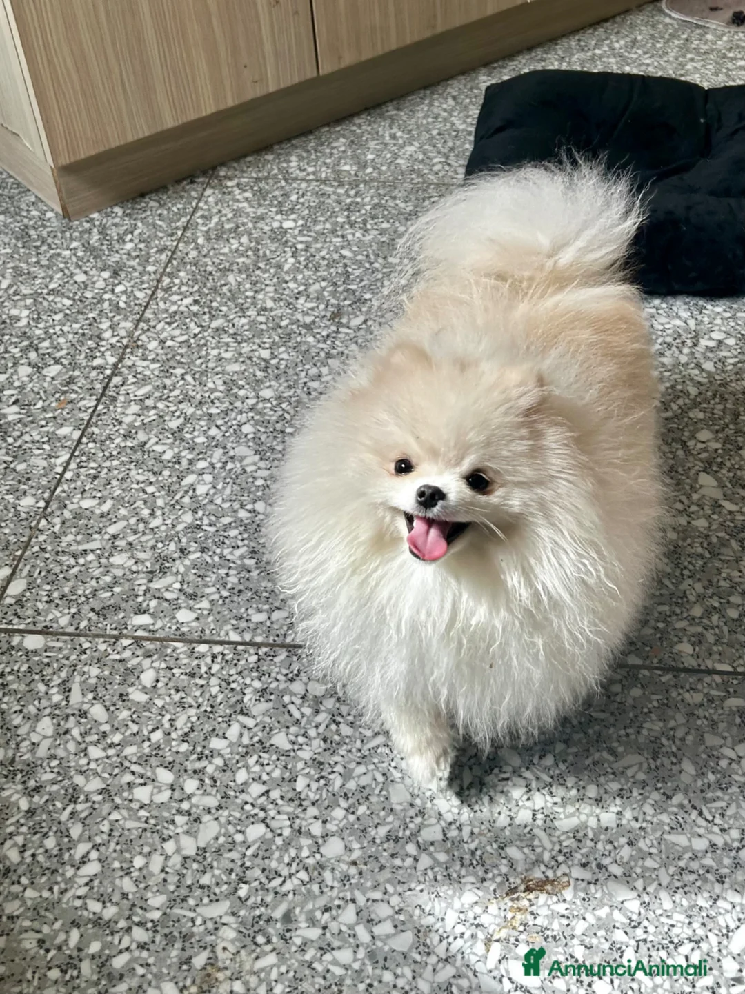 Volpino Pomerania cani per accoppiamento: Spitz tedesco nano per monta , pedigree enci - Annuncio 5