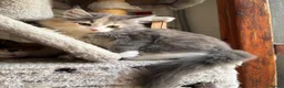 Siberiano gatti in vendita: Freya, bellissima gattina siberiana - Annuncio 4
