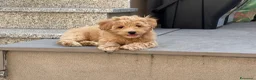 Maltipoo cani in vendita: Maltipoo in pronta consegna  - Annuncio 8