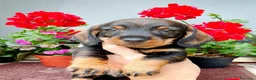 Bassotto cani in vendita: Bassotto pelo duro maschi  - Annuncio 12