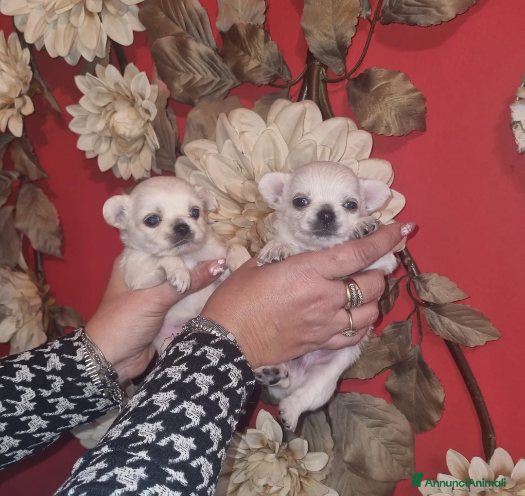 Chihuahua cani in vendita: Cuccioli di chihuahua toy  - Annuncio 5