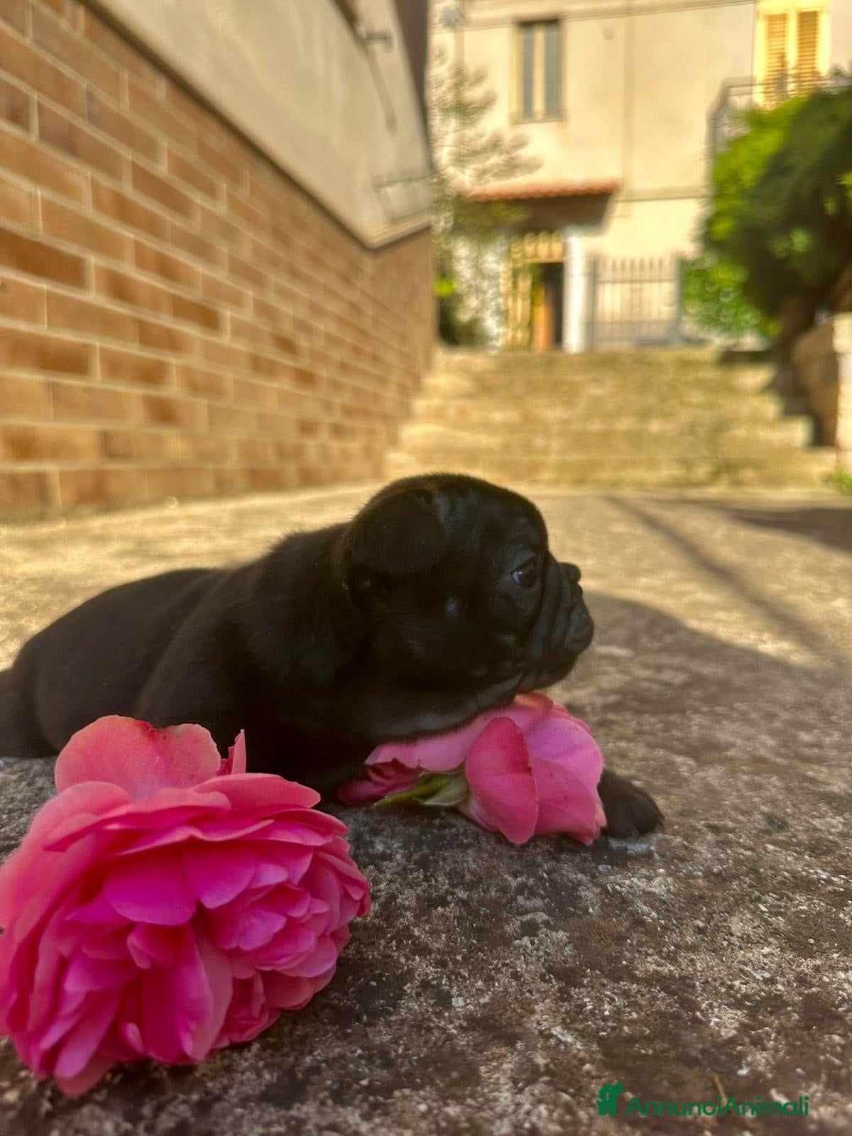 Bulldog Francese cani bulldog francese  - Annuncio 3