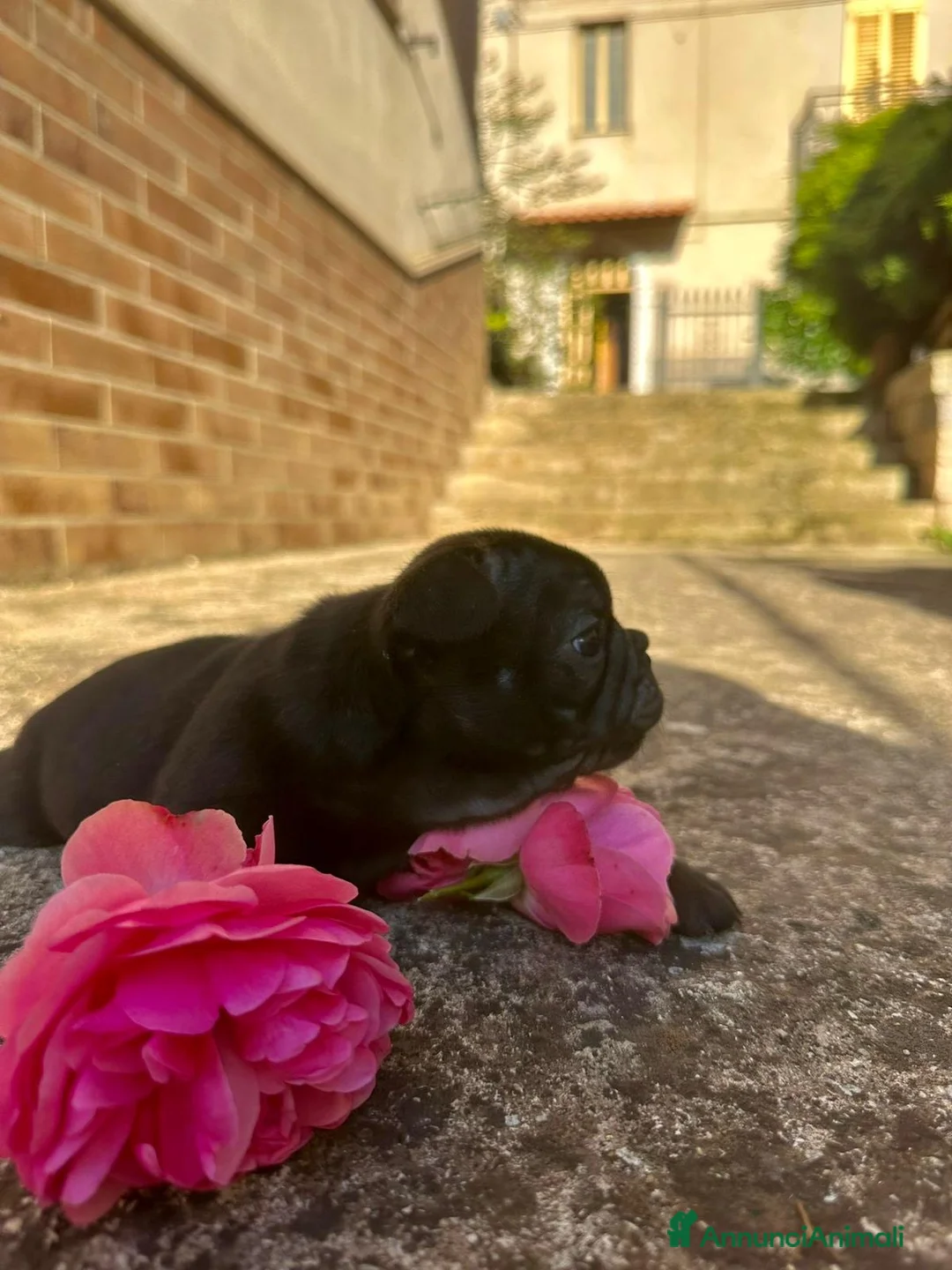Bulldog Francese cani in vendita: bulldog francese  - Annuncio 1