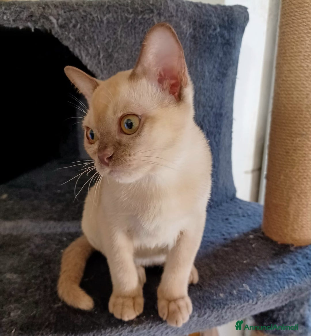 Burmese gatti in vendita: Cuccioli Burmesi Europei - Annuncio 4