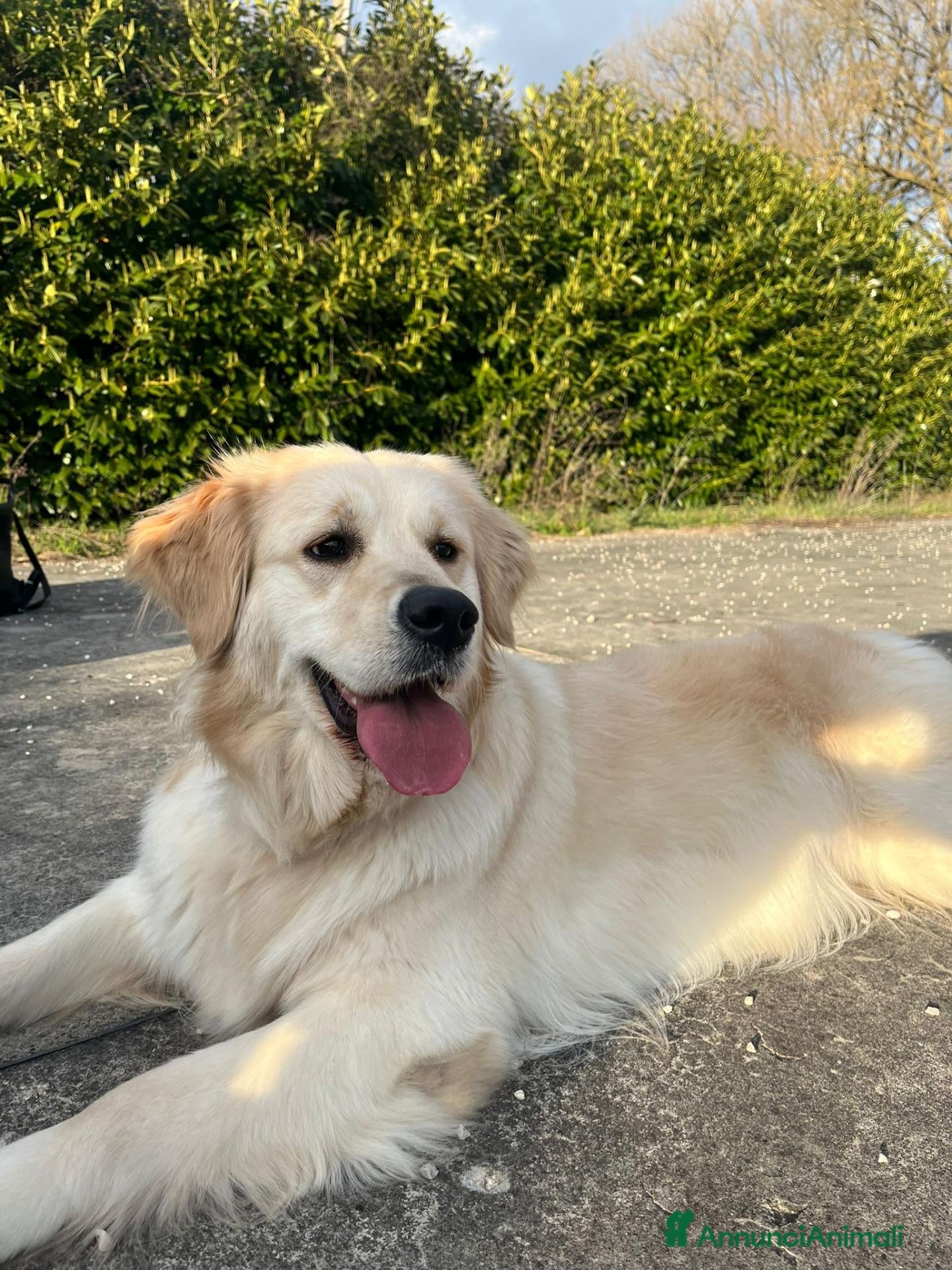 Golden Retriever cani Goldenretriever linea inglese - Annuncio 1