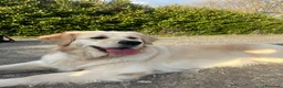 Golden Retriever cani in vendita: Goldenretriever linea inglese - Annuncio 1