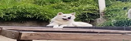 Akita Inu cani in regalo: Akita Inu 3 anni – cerca nuova famiglia - Annuncio 3