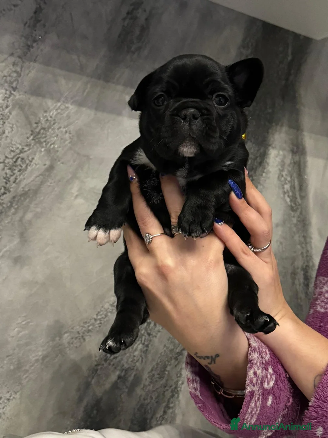 Bulldog Francese cani in vendita: Ultime 2 Bulldog Francesi  - Annuncio 8