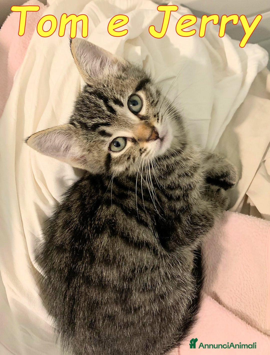 Europeo gatti in regalo: Tom e Jerry cercano casa - Annuncio 11