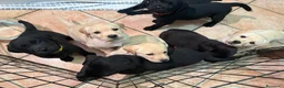 Labrador cani in vendita: Labrador cuccioli  - Annuncio 5