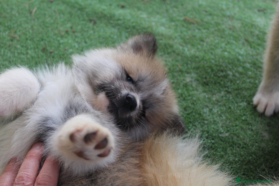 Akita Inu cani in vendita: CUCCIOLI AKITA INU da allevamento ENCI - Annuncio 5