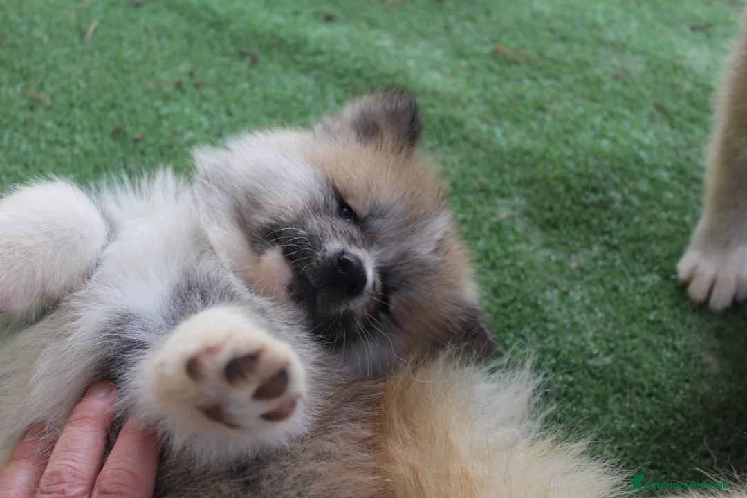 Akita Inu cani in vendita: CUCCIOLI AKITA INU da allevamento ENCI - Annuncio 5