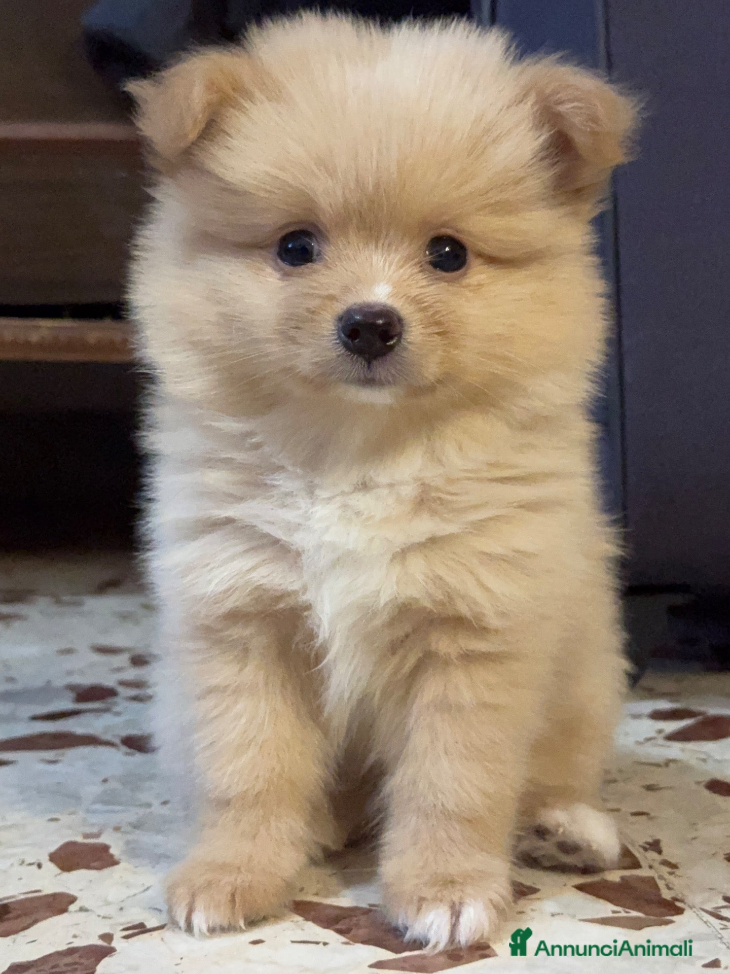 Volpino Pomerania cani Volpini di Pomerania - Annuncio 3