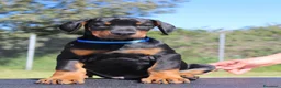 Dobermann cani in vendita: Cuccioli di Dobermann in Toscana - Annuncio 4