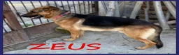 Pastore Tedesco cani in regalo: ZEUS bravo gettato da un'auto - Annuncio 1