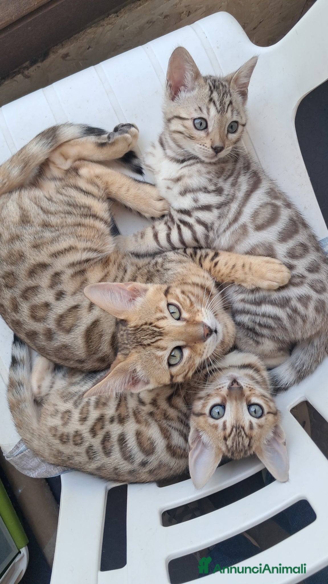 Bengala gatti Cuccioli Bengala con pedegree - Annuncio 2
