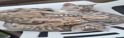 Bengala gatti in vendita: Cuccioli Bengala con pedegree a Provincia di Biella - Annuncio 1