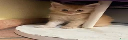 Maine Coon gatti in vendita: MAINE COON SHADED PREGIATI cuccioli  - Annuncio 19