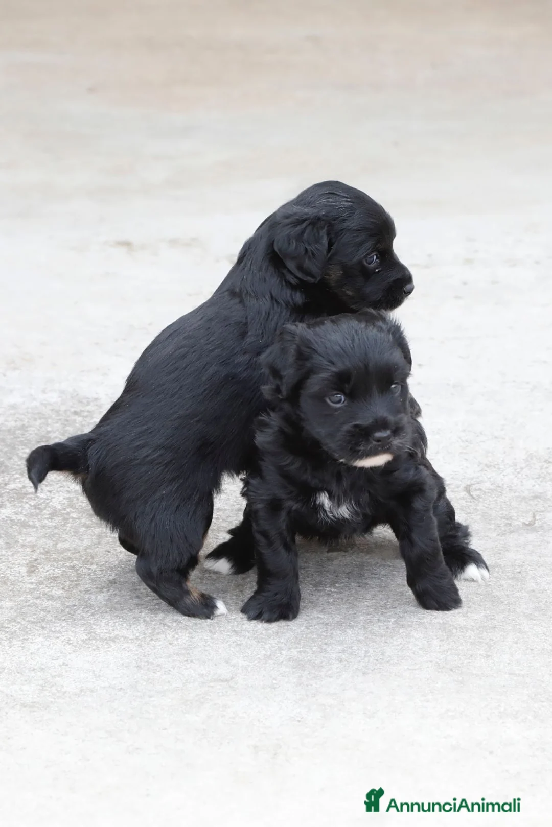 Meticcio cani in regalo: TENERE SORELLINE a Città Metropolitana di Firenze - Annuncio 2