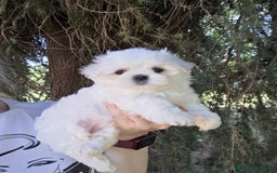 Maltese cani in vendita: Cuccioli di Maltese  a Provincia di Padova - Immagine 3