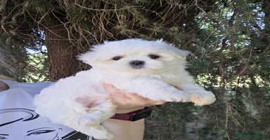 Maltese cani a Provincia di Padova - Annuncio 15