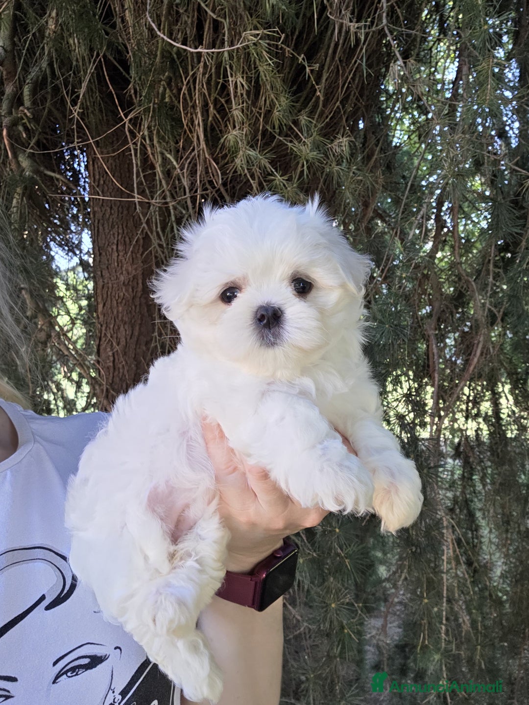 Maltese cani in vendita: Cuccioli di Maltese  a Provincia di Padova - Immagine 3