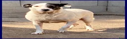 Meticcio cani in regalo: MASCIA bella e particolare! - Annuncio 2