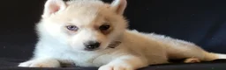 Husky cani in vendita: SIBERIAN HUSKY CUCCIOLATA CON PEDIGREE  - Annuncio 6