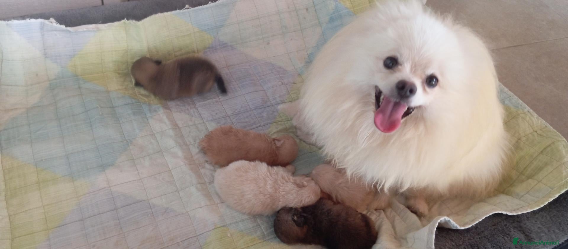 Volpino Pomerania cani in vendita: Volpini della Pomerania con pedigree  - Annuncio 1