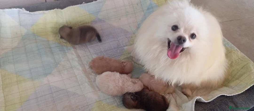 Volpino Pomerania cani in vendita: Volpini della Pomerania con pedigree  a Città metropolitana di Sassari - Annuncio 1